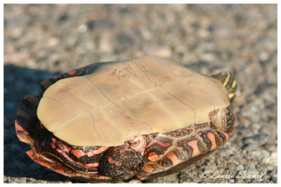 Tortue peinte / Midland Painted Turtle / Chrysemys picta
