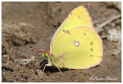 Coliade de la luzerne / Orange Sulphur / Colias eurytheme