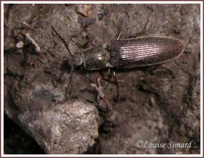 Taupin / Click beetle