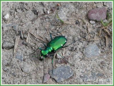 Cicindela sexguttata sexguttata / Six-spotted tiger beetle / Cicindèle à 6 points