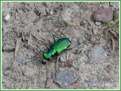 Cicindela sexguttata sexguttata / Six-spotted tiger beetle / Cicindle  6 points