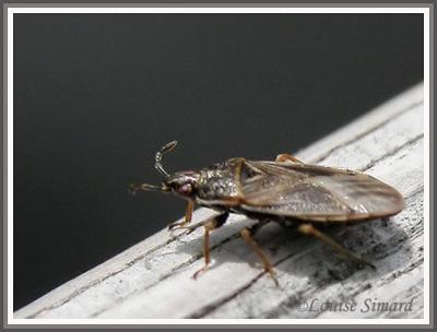 Punaise / Bug