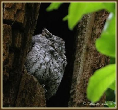 Petit-duc macul / Eastern Screech-Owl