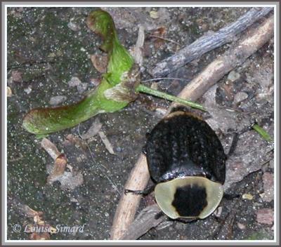Necrophilia americana / Silphe d'Amrique /  American Carrion Beetle