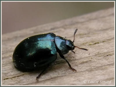 Chrysolina hyperici / Chrysomèle verte