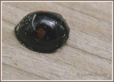 Chilocorus stigma /Twicestabbed lady beetle / Coccinelle stigma