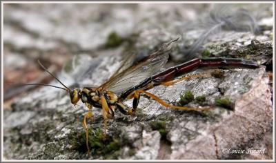 Megarhyssa / Rhysse / Ichneumon