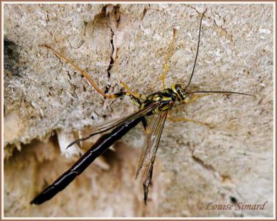Megarhyssa / Rhysse / Ichneumon