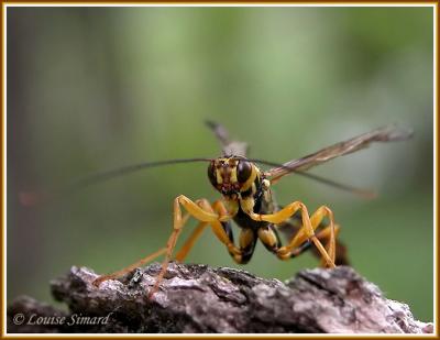 Megarhyssa / Rhysse / Ichneumon