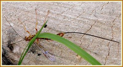 Megarhyssa / Rhysse / Ichneumon
