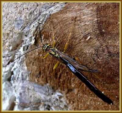 Megarhyssa / Rhysse / Ichneumon