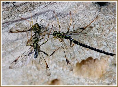Megarhyssa / Rhysse / Ichneumon