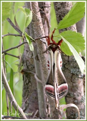 Saturnie ccropia / Cecropia Moth