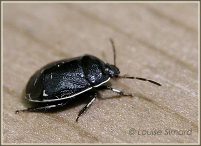  Sehirus cinctus / White-margined Burrower Bug