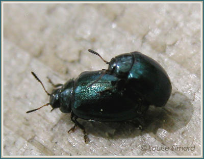 Chrysolina hyperici / Chrysomèle verte