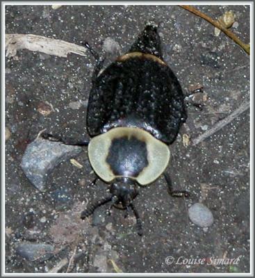Necrophilia americana / Silphe d'Amrique / American Carrion Beetle