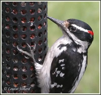 Pic chevelu (Hairy Woodpecker)