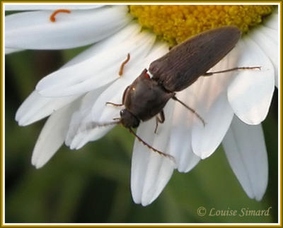 Taupin / Click beetle