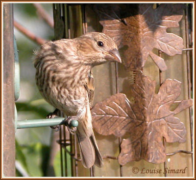 Roselin familier (House Finch)