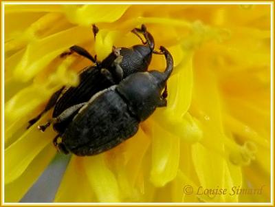 Charançon / Weevil