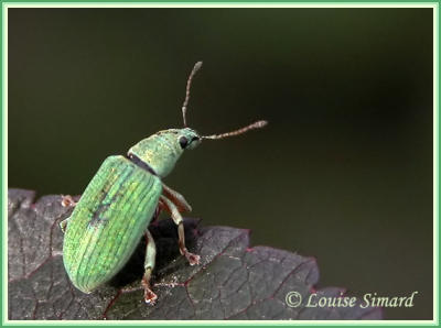 Polydrusus impressifrons / Pale green weevil / Charançon vert pâle