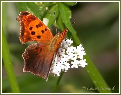 Polygone virgule / Comma / Polygonia comma