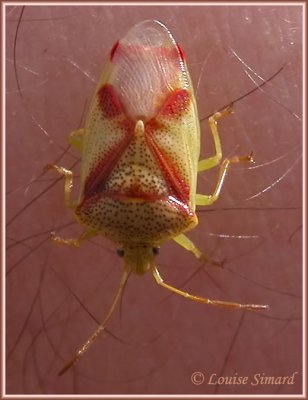 Elasmostethus cruciatus / Red-crossed stink bug /  Punaise  croix rouge