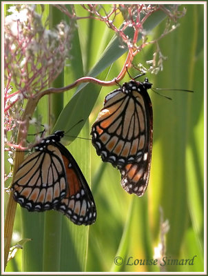 Vice-Roi / Viceroy / Basilarchia archippus archippus