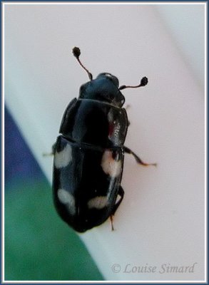 Glischrochilus quadrisignatus / Nitidule  4 points / Four-spotted sap beetle