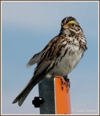 Bruant des prs / Savannah Sparrow