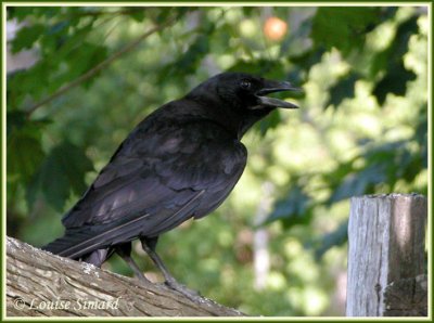 Corneille d'Amrique / American Crow