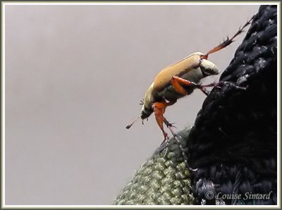 Macrodactylus subspinosa / Scarabée du rosier / Rose chafer