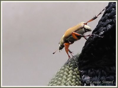 Macrodactylus subspinosa / Scarabe du rosier / Rose chafer