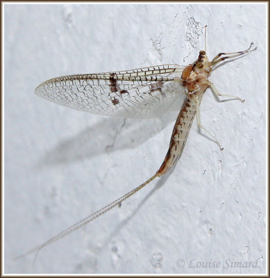 Éphémère / Mayfly