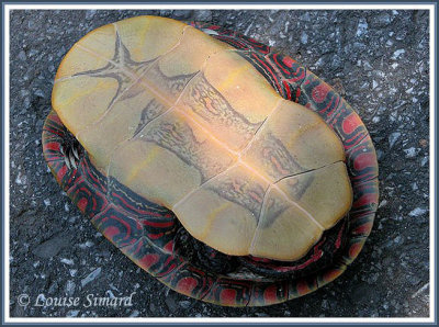Tortue peinte (Midland Painted Turtle) Chrysemys picta