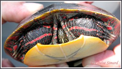 Tortue peinte (Midland Painted Turtle) Chrysemys picta