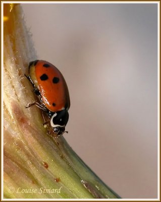 Hippodamia convergens / Convergent lady beetle / Coccinelle convergente