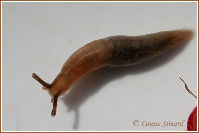 Limace / Slug
