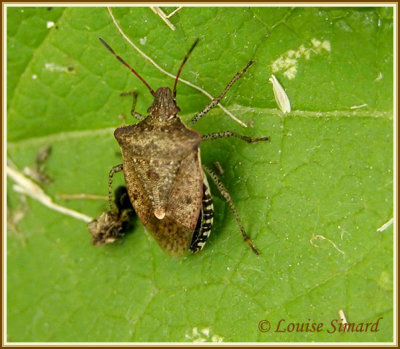 Punaise / Stink bug