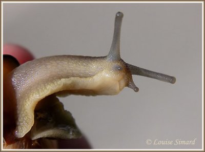 Escargot / Snail