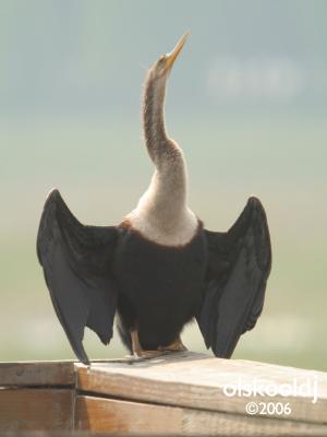 Anhinga Portrait Session at Crews Lake Park