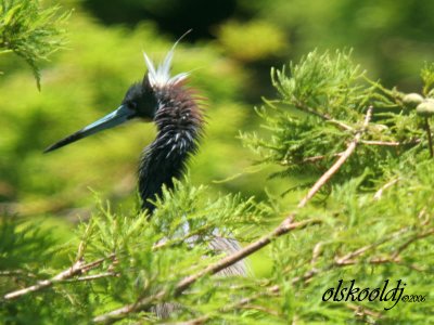 g4/52/634752/3/64840211.skiwaTgE.jpg