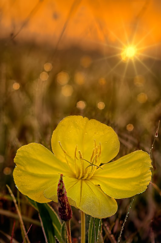 run rising on an Evening Primrose