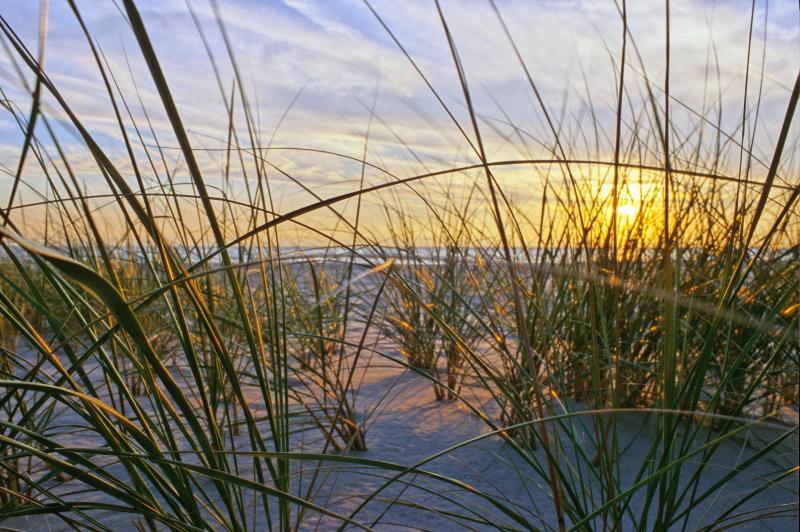 Grass and Beach