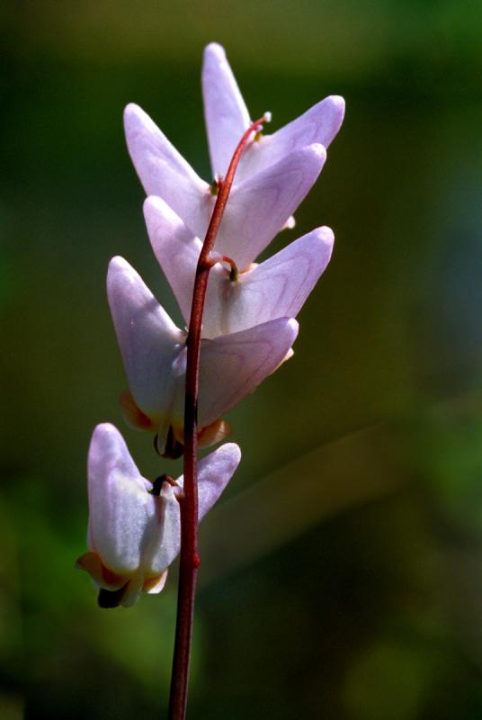 Dutchmans Breeches (Dicentra cucullaria)