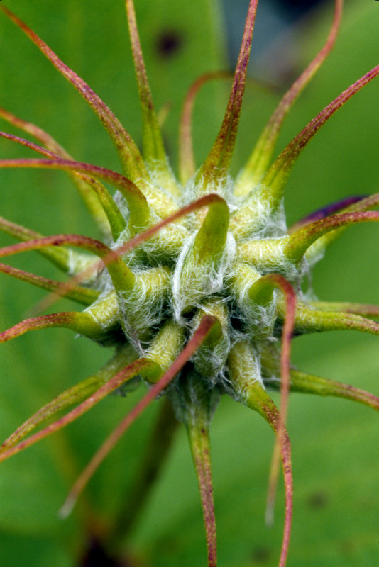 Fremonts Leather Plant (Clematis fremontii )