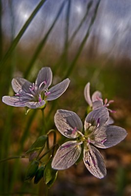 Spring Beauty