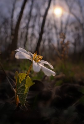 seeking the sun