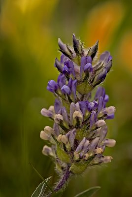 Prairie Turnip