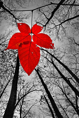 The last leaf before the grey of winter arrives